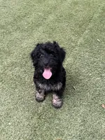 Teagan, a female Poodle - Miniature  and Shepadoodle for sale in Concord, NC – 1 of 7