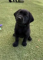 Junia, a female Labrador Retriever for sale in Concord, NC – 3 of 10