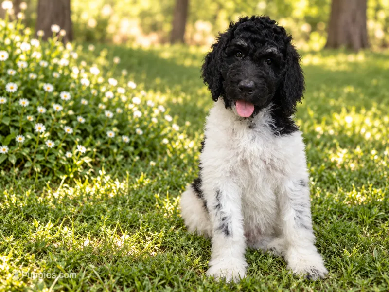 Briella – Poodle - Standard  puppy for sale in Concord, NC