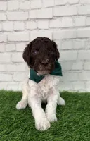 Nixon, a male Shepadoodle for sale in Concord, NC – Photo 1 of 3