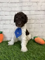 Nixon, a male Shepadoodle for sale in Concord, NC – Photo 2 of 3