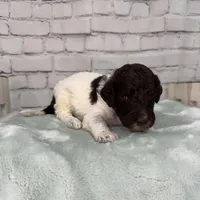 Nixon, a male Shepadoodle for sale in Concord, NC – Photo 3 of 3