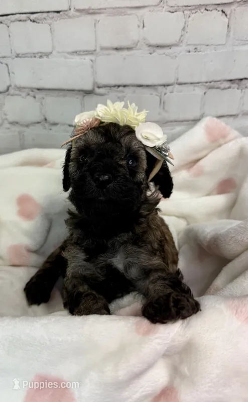 Rosa – Miniature Bernedoodle puppy for sale in Concord, NC