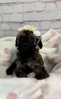 Rosa, a female Miniature Bernedoodle for sale in Concord, NC – 3 of 7