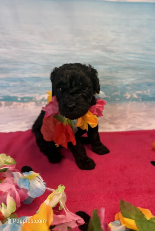 Raven – Miniature Bernedoodle puppy for sale in Concord, NC