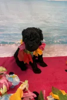 Raven, a female Miniature Bernedoodle for sale in Concord, NC – 3 of 8