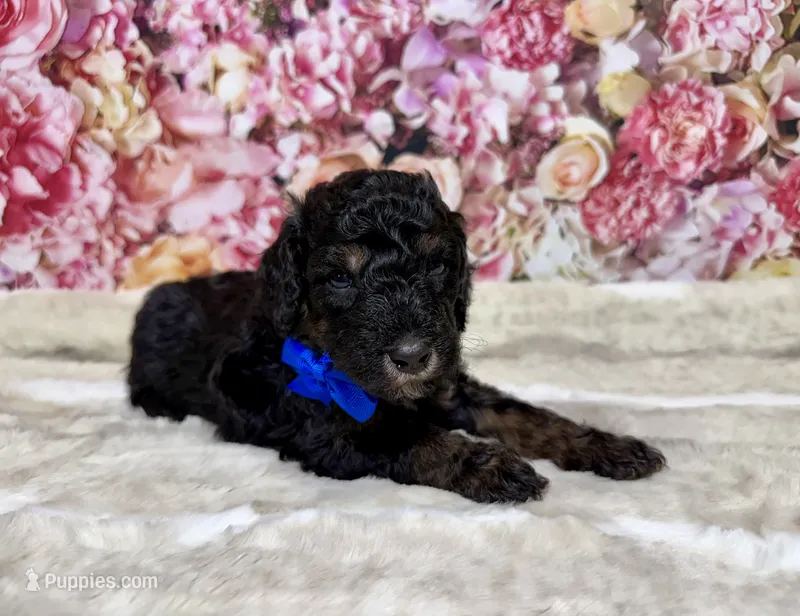 Adyen – Poodle - Miniature  puppy for sale in Concord, NC