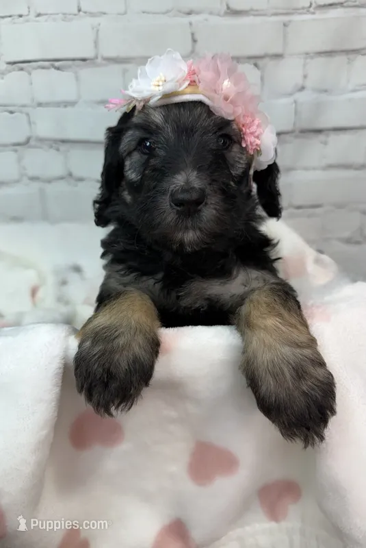Paloma – Shepadoodle puppy for sale in Concord, NC