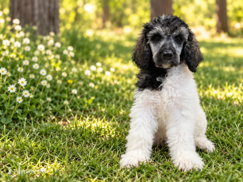 Bristol – Poodle - Standard  puppy for sale in Concord, NC