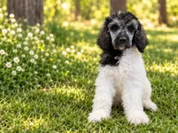 Bristol, a female Poodle - Standard  for sale in Concord, NC – 1 of 5