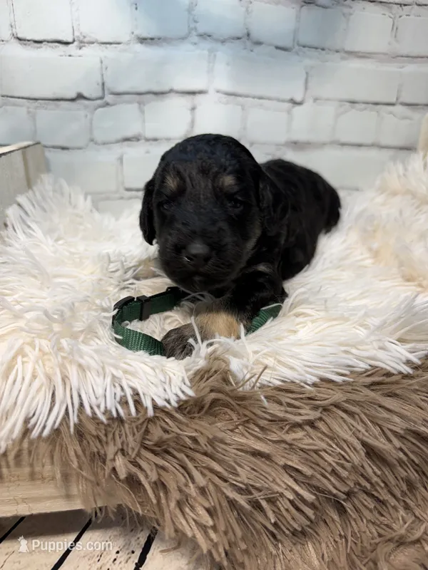 Thatcher – Poodle - Miniature , Shepadoodle puppy for sale in Concord, NC