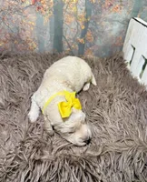 Clarissa, a female Miniature Goldendoodle for sale in Concord, NC – 3 of 3