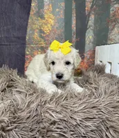 Clarissa, a female Miniature Goldendoodle for sale in Concord, NC – 2 of 3