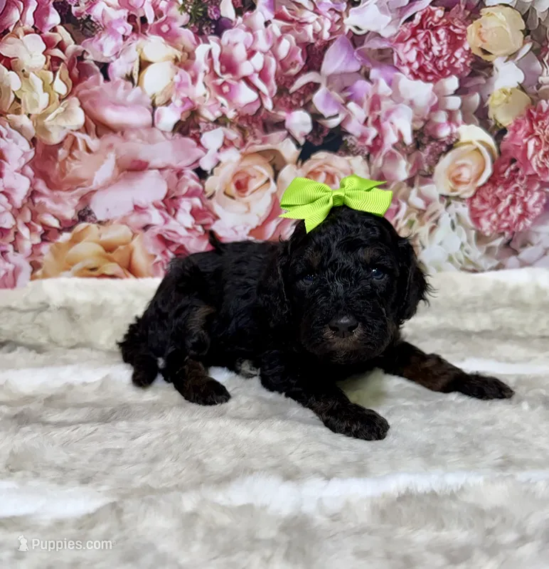 Aria – Poodle - Miniature  puppy for sale in Concord, NC