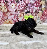 Aria, a female Poodle - Miniature  for sale in Concord, NC – 1 of 2