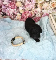 Ralph, a male Miniature Bernedoodle for sale in Concord, NC – Photo 3 of 4