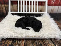 Ralph, a male Miniature Bernedoodle for sale in Concord, NC – Photo 2 of 4