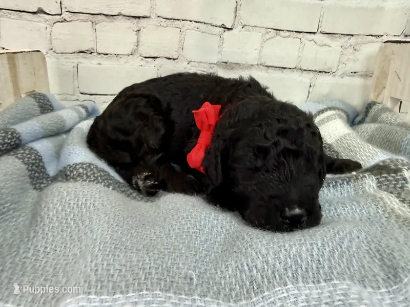 Ralph – Miniature Bernedoodle puppy for sale in Concord, NC