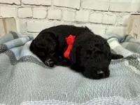 Ralph, a male Miniature Bernedoodle for sale in Concord, NC – Photo 1 of 4