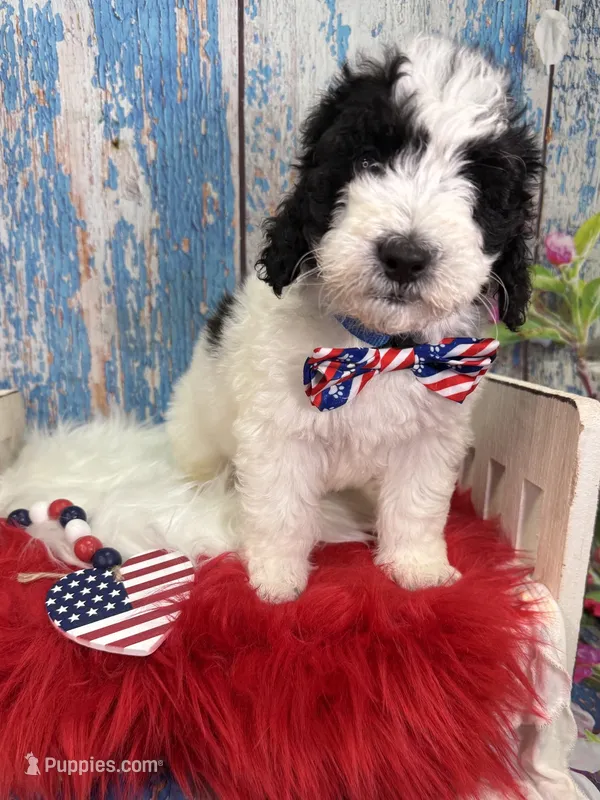 Ranger – Miniature Bernedoodle puppy for sale in Concord, NC