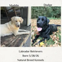 Moses, a male Labrador Retriever for sale in Concord, NC – 6 of 6