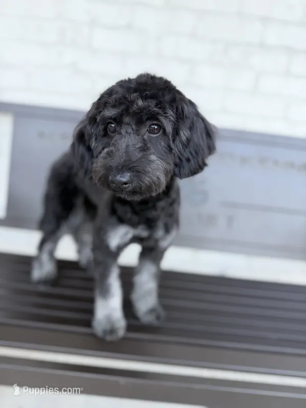 Tatum – Poodle - Miniature , Shepadoodle puppy for sale in Concord, NC