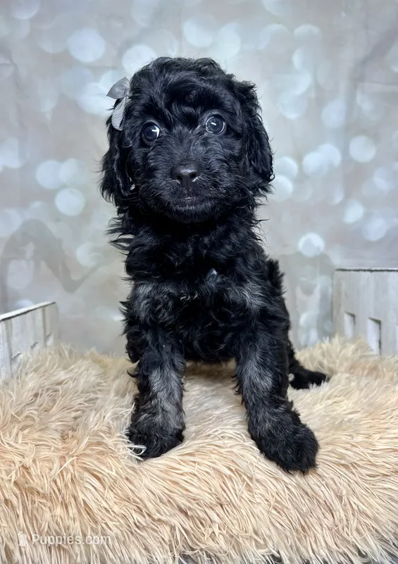 Trudy – Poodle - Miniature , Shepadoodle puppy for sale in Concord, NC