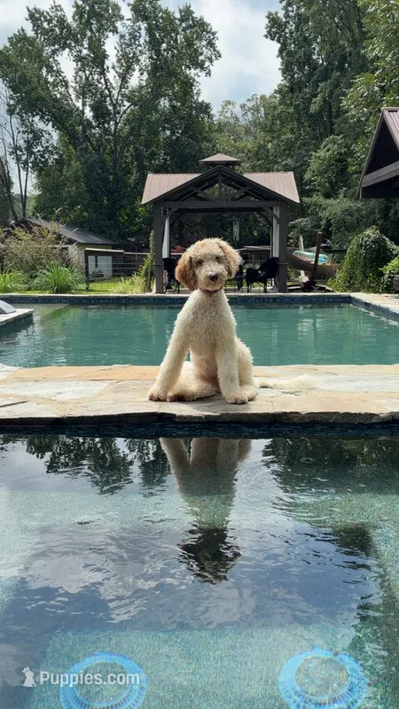 Clover – Shepadoodle puppy for sale in Concord, NC