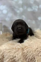Micah, a male Labrador Retriever for sale in Concord, NC – 3 of 3
