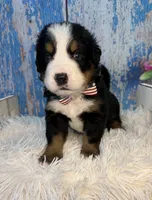 Valen, a male Bernese Mountain Dog for sale in Concord, NC – 2 of 3