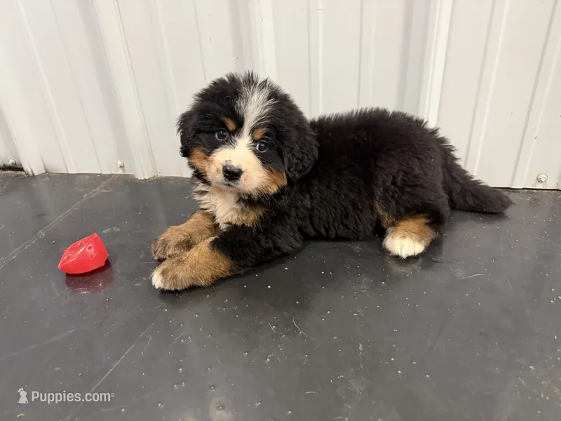 Velma – Bernese Mountain Dog puppy for sale in Concord, NC