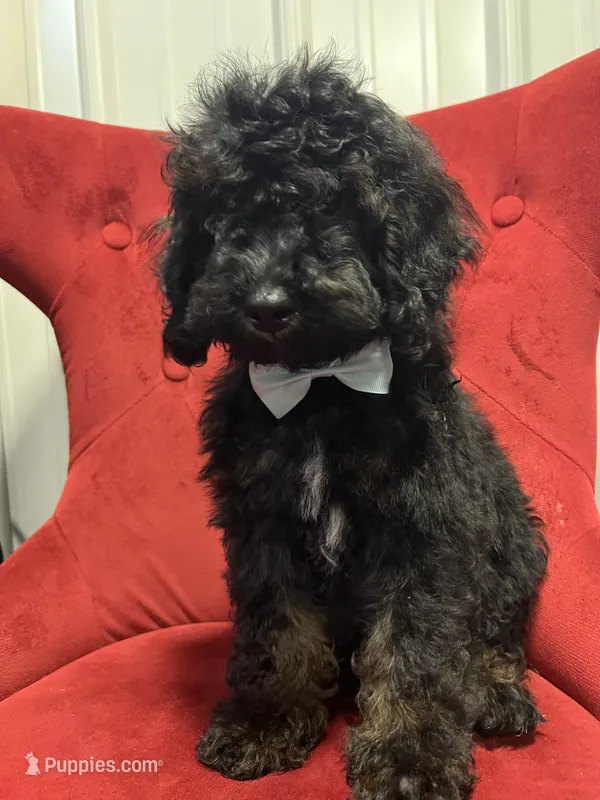 Allister – Poodle - Miniature  puppy for sale in Concord, NC
