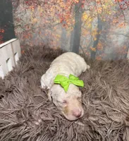 Celeste, a female Miniature Goldendoodle for sale in Concord, NC – 2 of 2