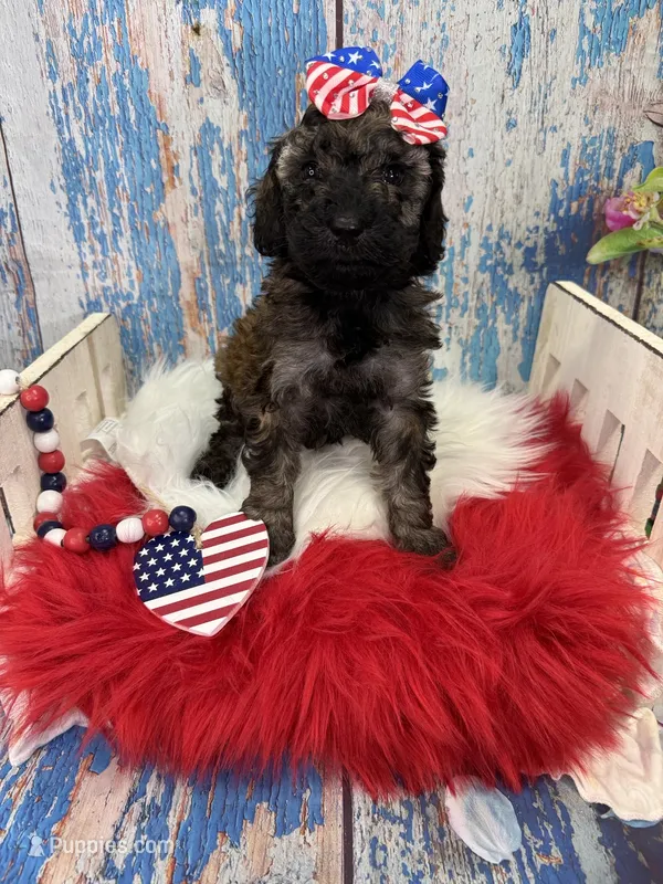 Rosa – Miniature Bernedoodle puppy for sale in Concord, NC