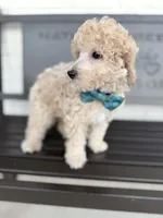 Creed, a male Miniature Goldendoodle for sale in Concord, NC – 2 of 8