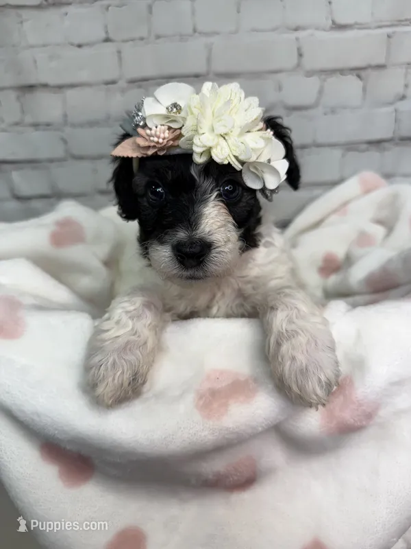 Reba – Miniature Bernedoodle puppy for sale in Concord, NC