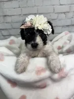 Reba, a female Miniature Bernedoodle for sale in Concord, NC – 3 of 8