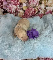 Reina, a female Miniature Bernedoodle for sale in Concord, NC – Photo 4 of 5