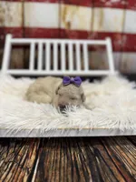 Reina, a female Miniature Bernedoodle for sale in Concord, NC – Photo 2 of 5