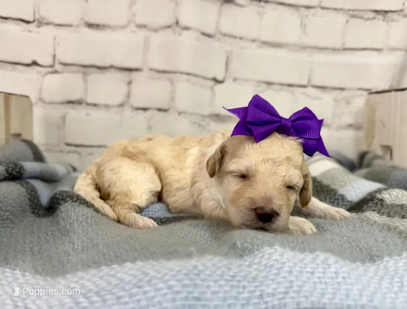 Reina – Miniature Bernedoodle puppy for sale in Concord, NC