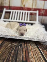 Reina, a female Miniature Bernedoodle for sale in Concord, NC – Photo 3 of 5