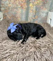 Cecily, a female Miniature Goldendoodle for sale in Concord, NC – 2 of 3