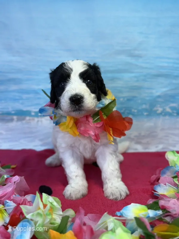 Ranger – Miniature Bernedoodle puppy for sale in Concord, NC