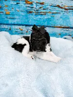 Belen, a female Poodle - Standard  for sale in Concord, NC – 2 of 3