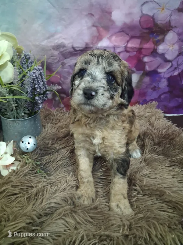 Coraline – Miniature Goldendoodle puppy for sale in Concord, NC