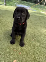 Moses, a male Labrador Retriever for sale in Concord, NC – 2 of 6