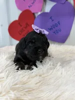 Mila, a male Miniature Aussiedoodle for sale in Concord, NC – Photo 2 of 2