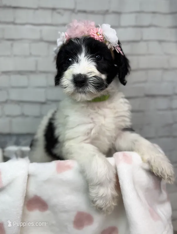 Posey – Shepadoodle puppy for sale in Concord, NC