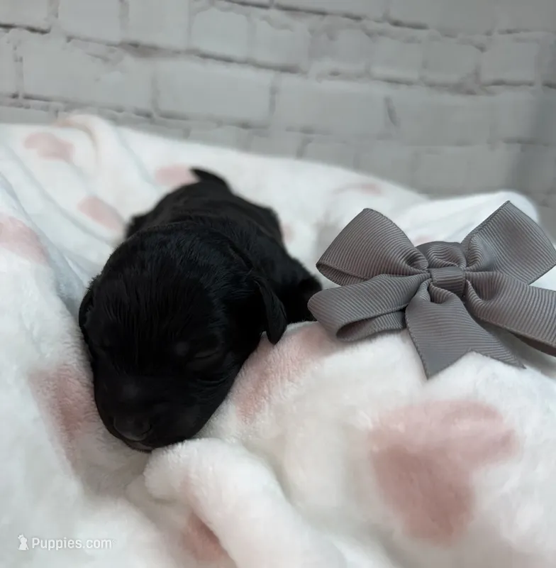 Trudy – Poodle - Miniature , Shepadoodle puppy for sale in Concord, NC