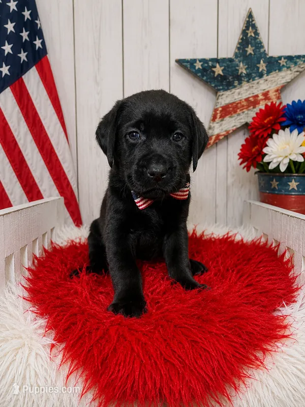 Simon – Labrador Retriever puppy for sale in Concord, NC